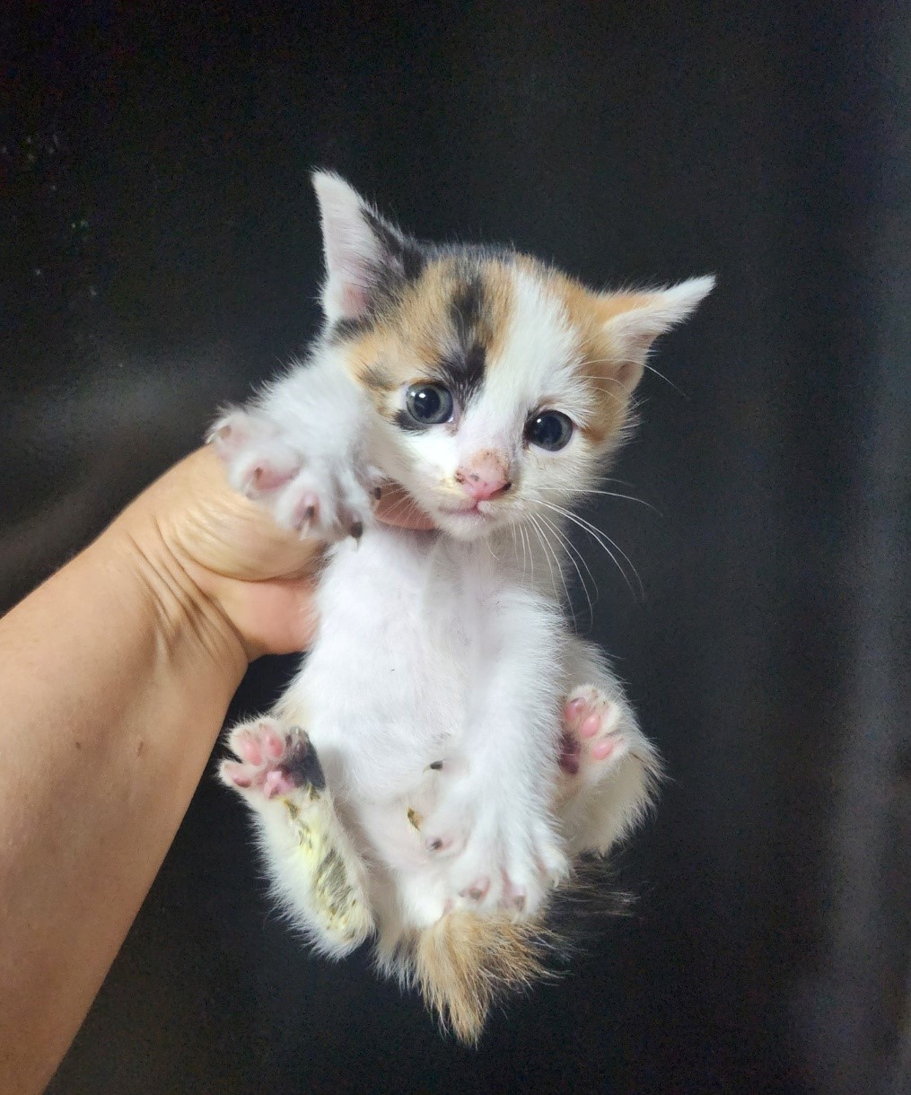 보호중 한국 고양이…